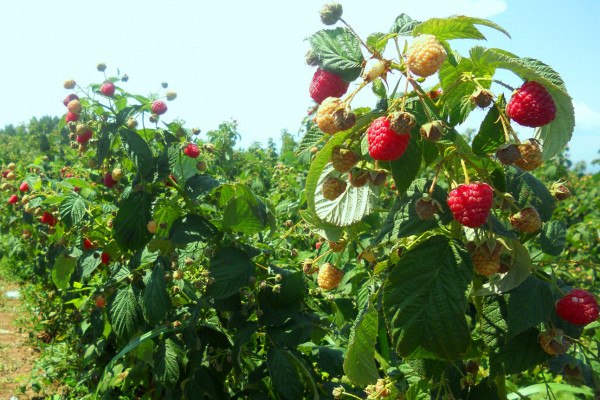 Ягодное хозяйство по выращиванию малины